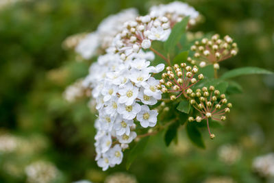 Close-up of white flowering plant