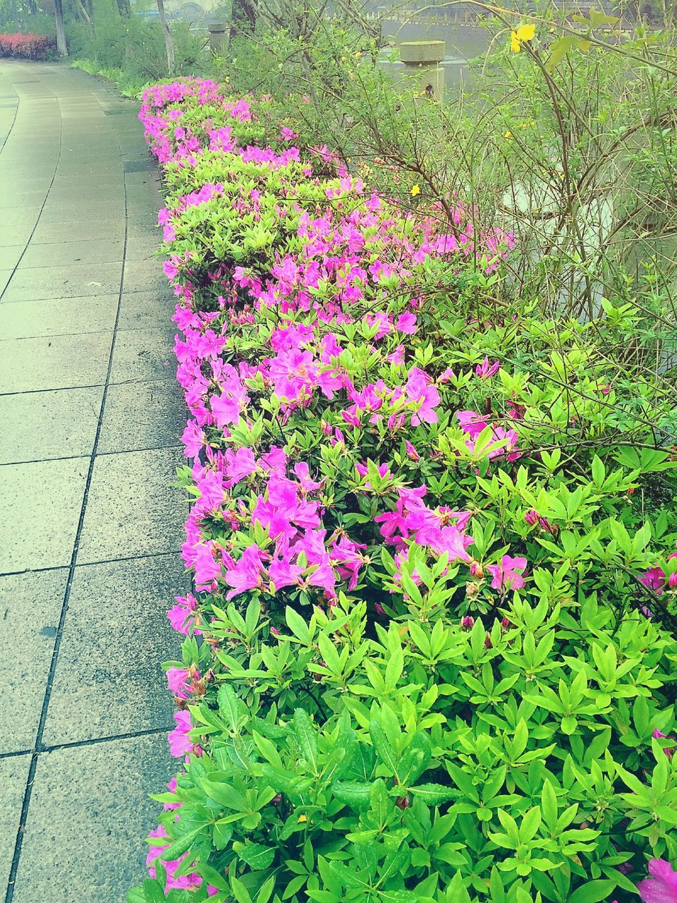 flower, growth, freshness, plant, beauty in nature, fragility, nature, high angle view, pink color, leaf, petal, park - man made space, blooming, footpath, day, outdoors, green color, in bloom, transportation, flowerbed