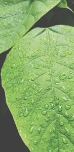 Close-up of raindrops on leaves