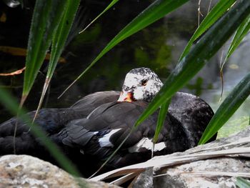 Close-up of bird perching on leaf