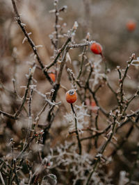 Wintertime frosty morning countryside scenes