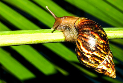 Close-up of snail on leaf