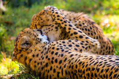 Close-up of animals playing