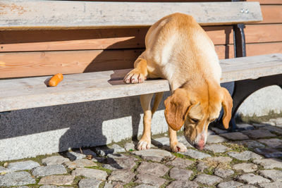 Dog and sausage