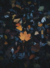 High angle view of maple leaves on road