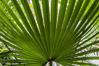 Full frame shot of palm tree