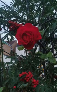 Close-up of red rose