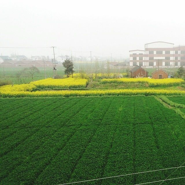 field, agriculture, green color, rural scene, farm, growth, landscape, building exterior, built structure, clear sky, nature, architecture, grass, crop, cultivated land, beauty in nature, day, tranquil scene, copy space, tranquility