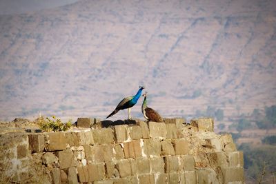 Peacock couple at the top