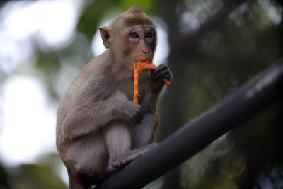 The monkeys sits and eating fruit in the garden