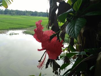 View of red flowers growing in farm against sky