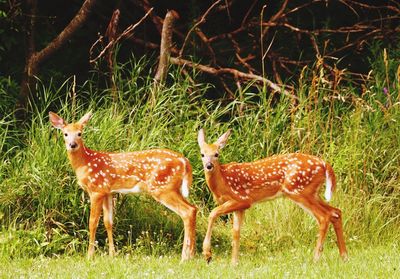 Deer standing on field