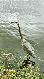 High angle view of gray heron perching on lake