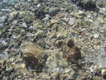 High angle view of pebbles on beach