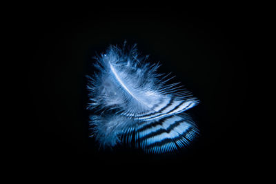 Close-up of jellyfish against black background