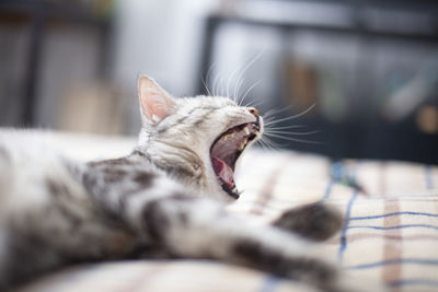 Close-up of cat lying on bed