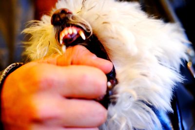 Close-up of man holding dog