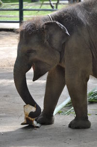 Elephant standing outdoors