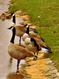 Birds in calm lake