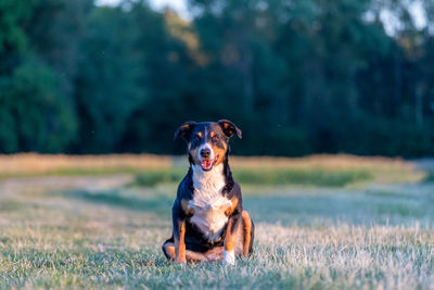 Dog running on field