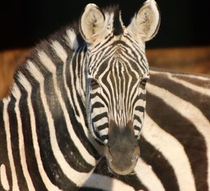 Close-up of a zebra