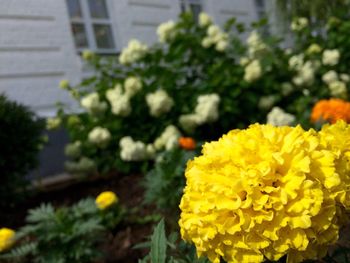 Close-up of yellow flowers blooming outdoors