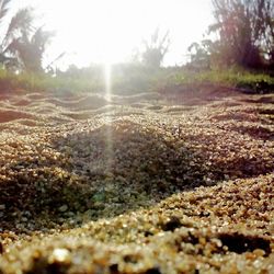 surface level