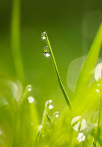 Close-up of insect on plant