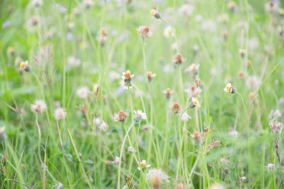 Close-up of flowering plants on field