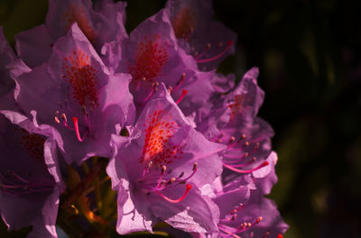 Close-up of flowers