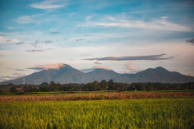 Scenic view of field against sky