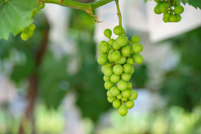 Close-up of grapes growing in vineyard