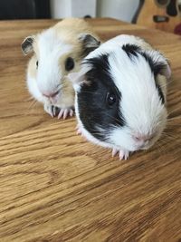 Close-up of guinea pigs on hardwood floor at home