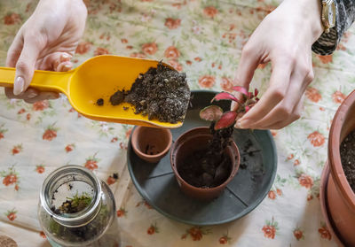 Planting houseplant