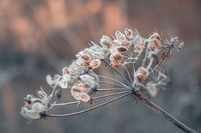 Close-up of wilted plant