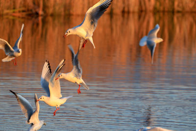 Seagulls flying over lake