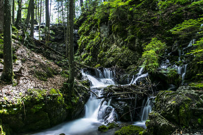 Scenic view of waterfall in forest