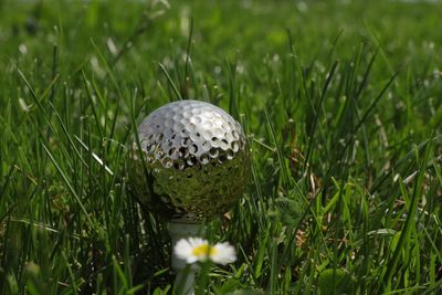 Close-up of white flower on field