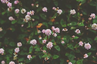 Close-up of fresh flowers blooming outdoors