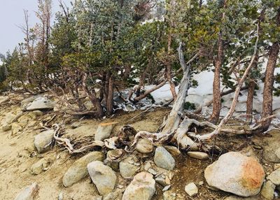 View of stones in forest