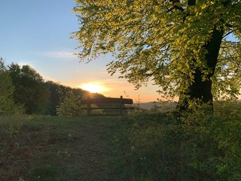 Trees on field against sky during sunset