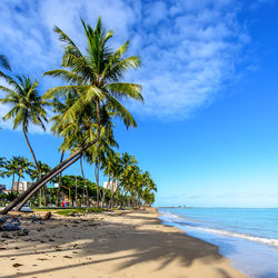 Palm trees at beach blue sky