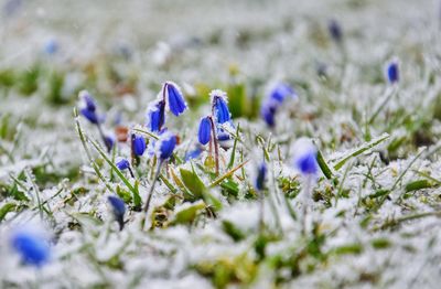 Close-up of flowers on field during winter