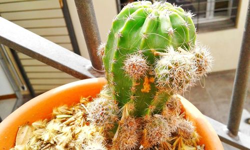 Close-up of cactus plant