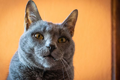 Close-up portrait of a cat