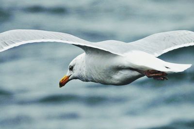 Close-up of seagull flying