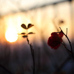 Close-up of flowers blooming outdoors