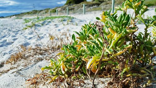 Close-up of plants growing on field