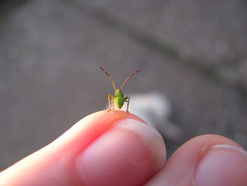 Close-up of hand holding insect