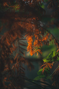 Close-up of palm tree leaves